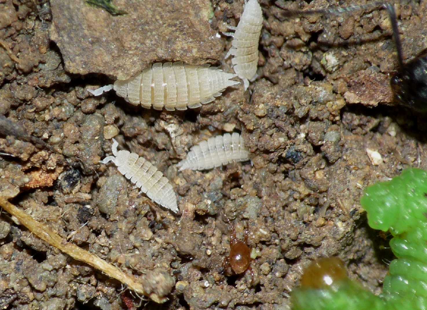 Piccolo onisco bianco, quale Platyarthrus?